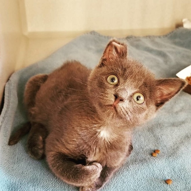 Котенок лежит