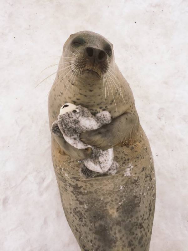 Тюлень с игрушечным тюленем очаровал пользователей интернета