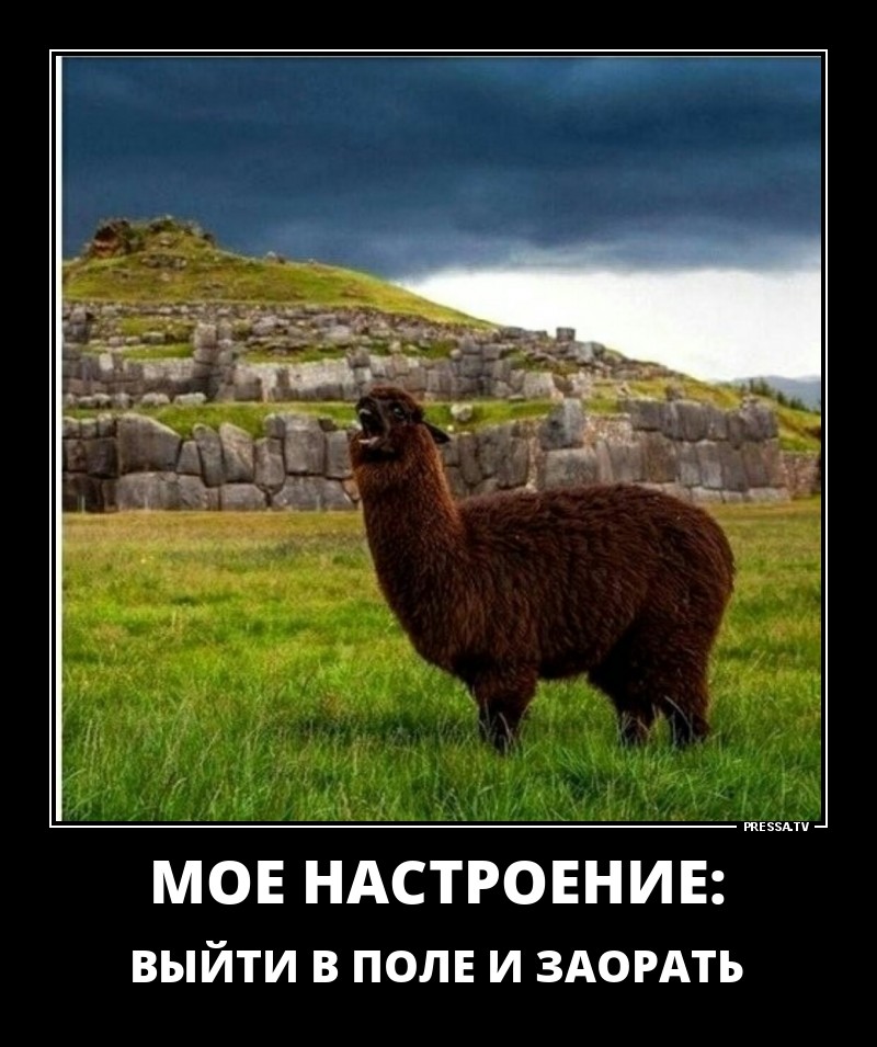 Смешные позитивные демотиваторы обо всем на свете 