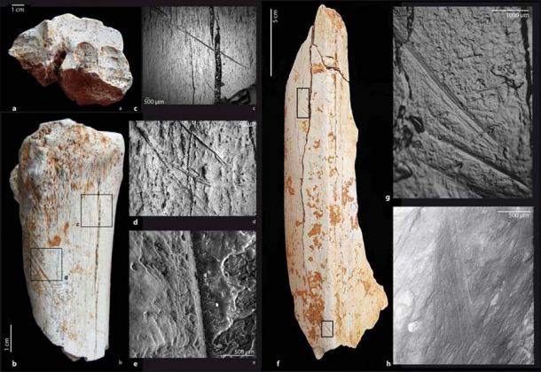 Следы порезов на останках травоядных доисторических времен могут многое рассказать о том, сколько мяса потребляли люди в процессе эволюции.