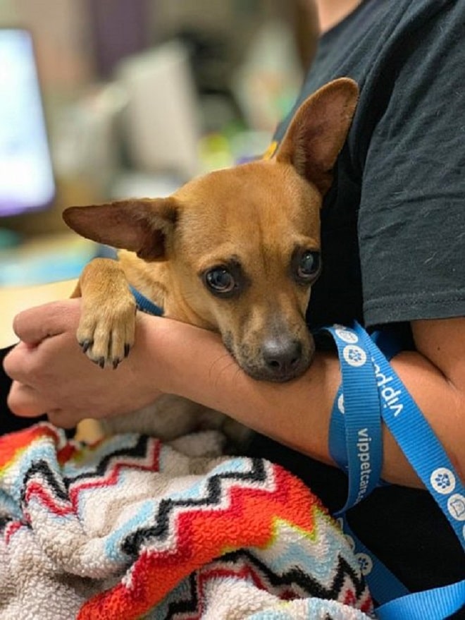 Найденный в пакете пес с ужасом смотрел на свою спасительницу Найденный в пакете пес с ужасом смотрел на свою спасительницу не всё так грустно