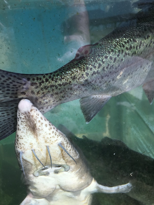 Бари галуст! Добро пожаловать в Армению Бари галуст! Добро пожаловать в Армению заграница,путешествие,страны,туризм