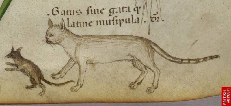 Кошки в Средние века Кошки в Средние века история