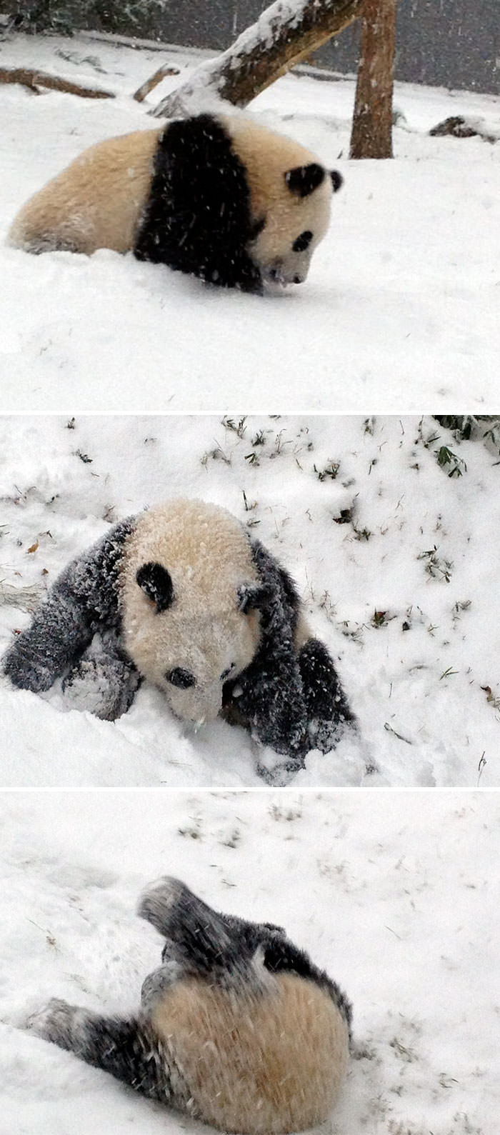 панда скатывается по снежному холму