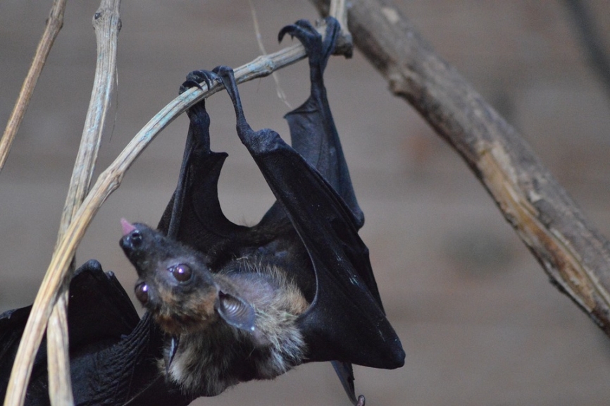 Международная ночь летучих мышей: почему необходимо защитить удивительных животных