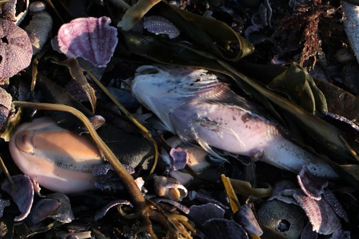 Выброс морских животных Камчатка. Массовая гибель животных. Гибель морских животных. Морские обитатели гибнут. Массово гибнут