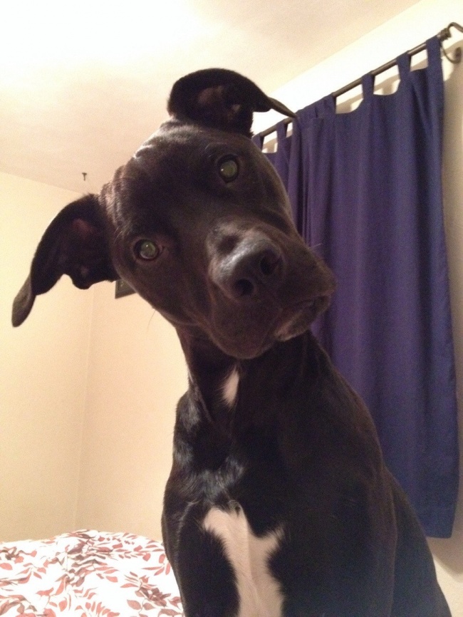 23 артистичных животных, чья реакция на мир просто бесценна 