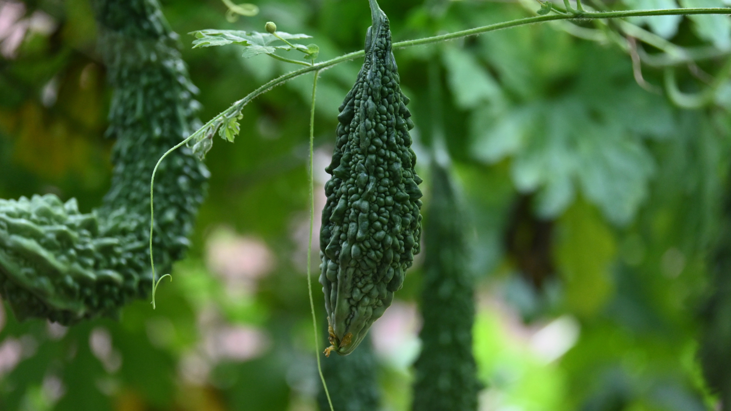 5 экзотических огурцов, которые почти не встретить на российских прилавках огурец, растет, напоминает, вкусу, семена, огурецФото, горечь, огурца, мякоть, Зеландия, России, выращивают, банана, горький, Новая, желтый, лимонной, только, Cucumis, мочалку