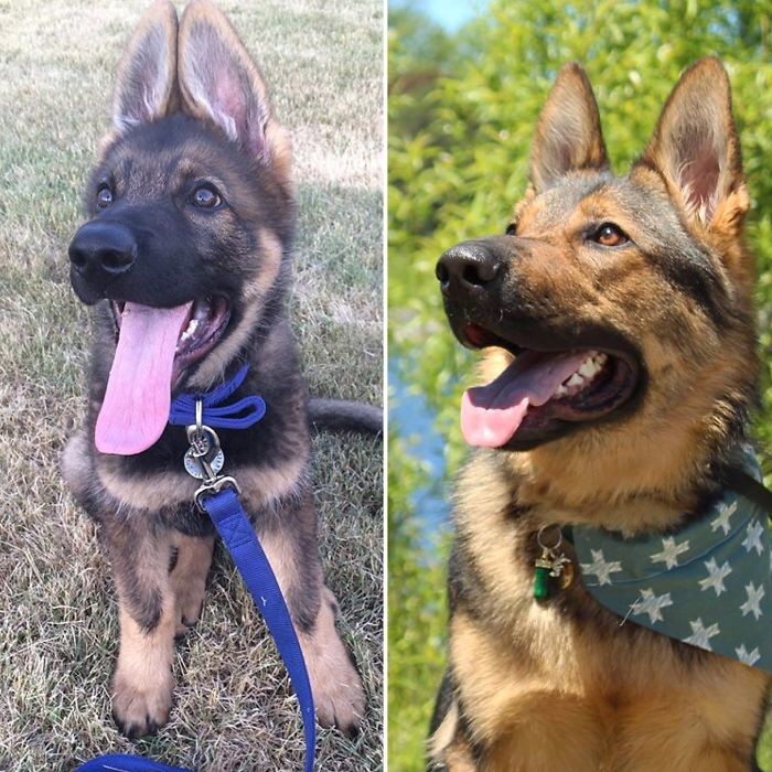 Сорен - 4 месяца и 14 месяцев до и после, животные, любимцы, мило, питомцы, собаки, трогательно, фото