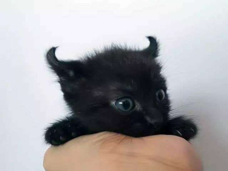 20 кошечек, которых будто нарисовали по заказам пользователей соцсетей, а потом оживили