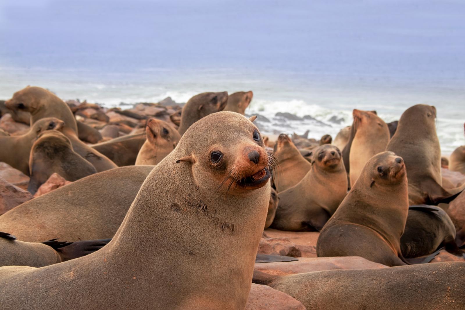 25 самых милых фотографий животных в дикой природе ShutterstockFotodomruфото, ктото, Bachkova, посмотрите, Piotr, марта, только, дикой, NataliaShutterstockFotodomruфото, KrzeslakShutterstockFotodomruфото, важной, удивленно, выглядывает, Только, укрытия, сладко, рядом, неловко, кувыркается, траве