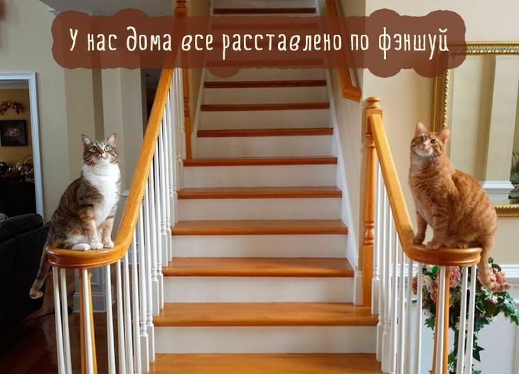 кошки на лестнице