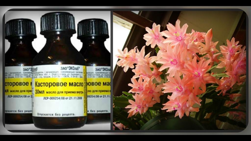 Аспирин и еще 6 способов заставить комнатные растения расти как на дрожжах Аспирин и еще 6 способов заставить комнатные растения расти как на дрожжах комнатные растения,полезные советы