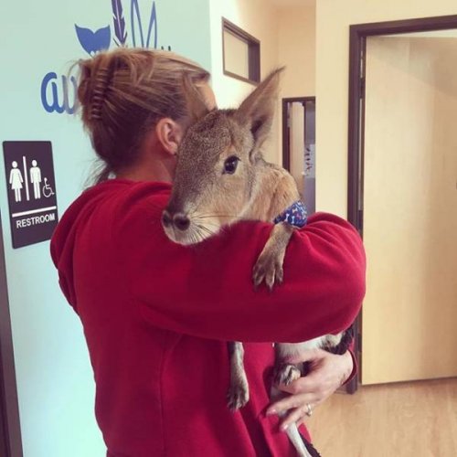 Не все в качестве домашних питомцев держат кошек и собак 