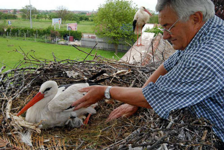 Каждый год верный аист пролетает тысячи километров, что бы увидеть свою раненую возлюбленную супер