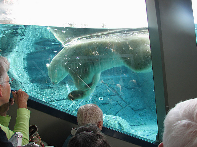 В бассейне с белыми медведями В бассейне с белыми медведями авиатур