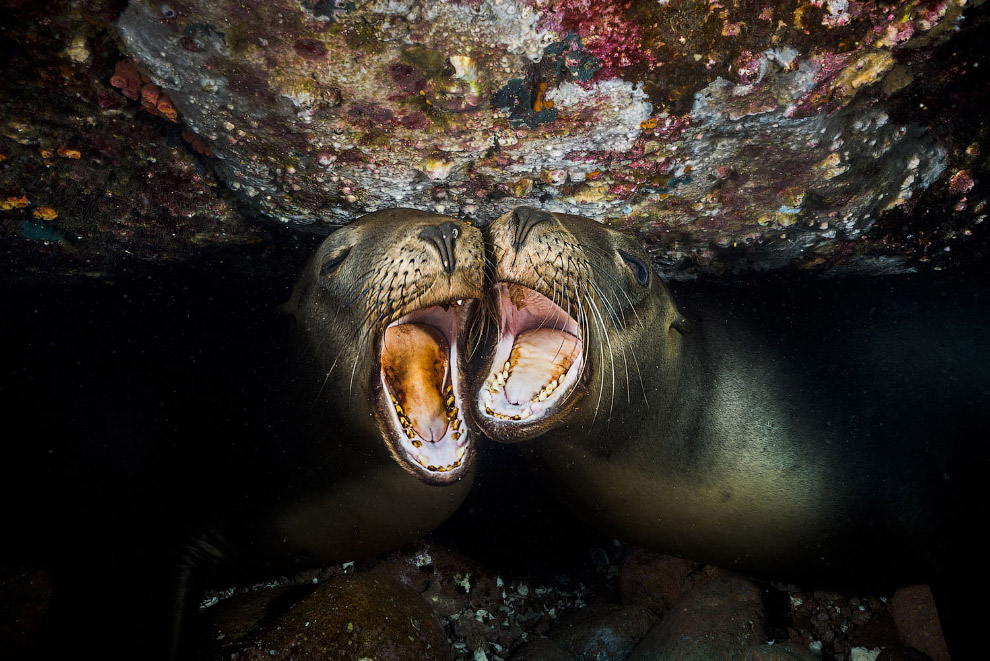 Конкурс подводной фотографии Ocean Art 2019 Ocean, морских, длину, самых, тюлень, акула, Paolo, относятся, моллюсков, более, сардин, особей, Размеры, Michenet, Fabien, видов, Красивые, Серый, «змеехвостки», Запуталась