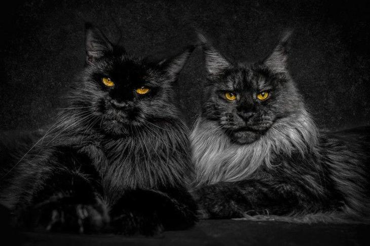 Мейн-кун — комнатный царь зверей кошки, прибничек, великолепие, Сижка Все, Роберта, фотографа, снимков, серия, зверей, словно, невероятно, необыкновенные Эти, походка, величественная, взгляд, гордый, львов У, похожи, Мейнкунов                                                              