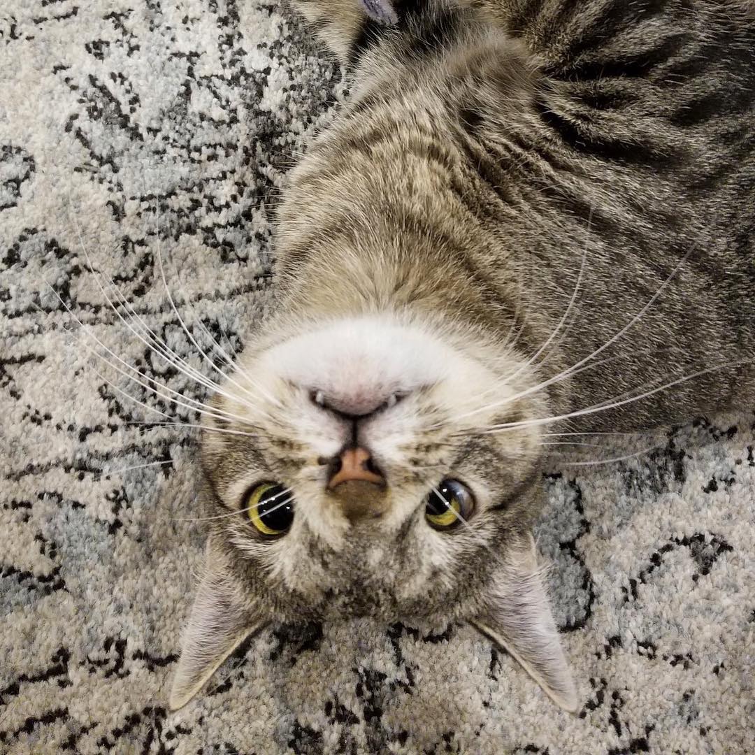 Кошка с лишней хромосомой