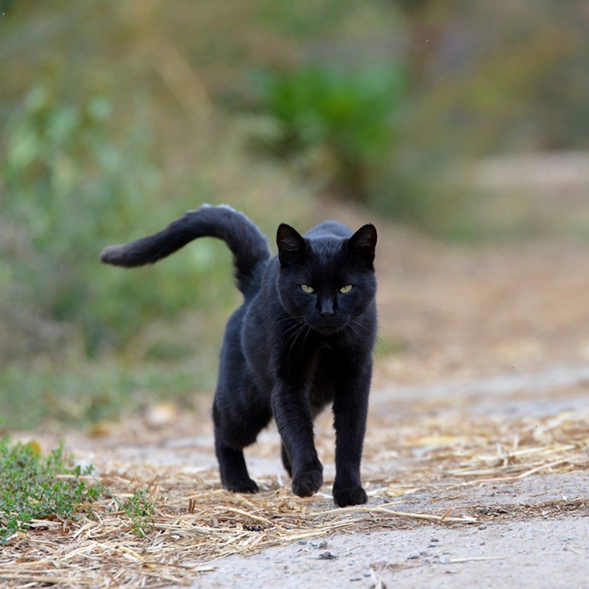 Черная кошка в Британии