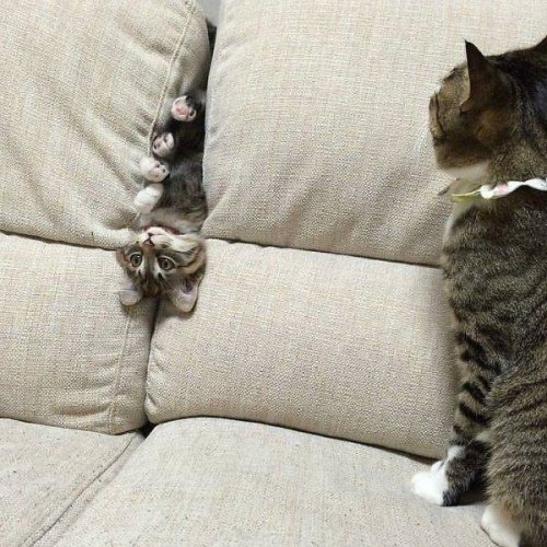 Фотоприколы с животными, которые поднимут настроение