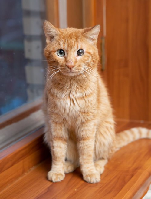 Тощий больной кот постоянно подходил к окну и смотрел, как живут люди