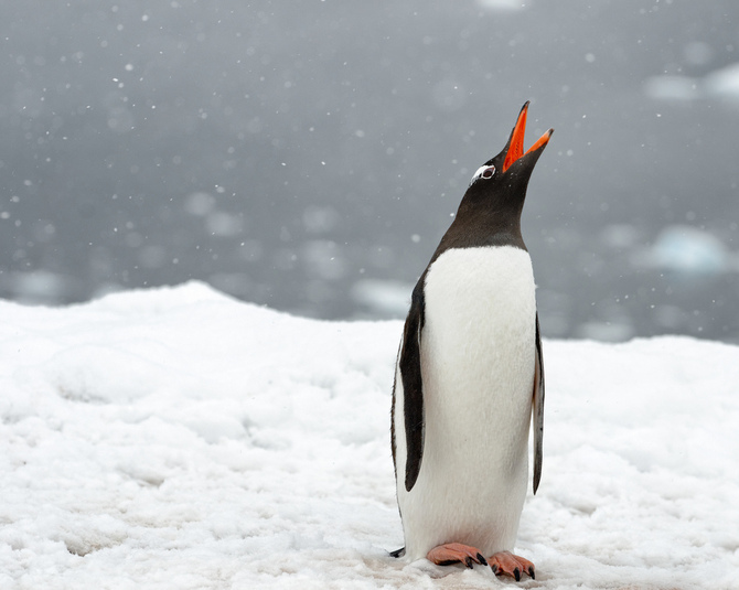 Невероятная Антарктика от Кайла Анстея 