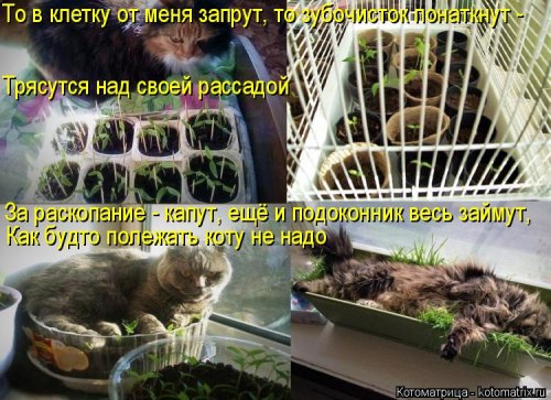 Новая котоматрица на выходные Новая котоматрица на выходные