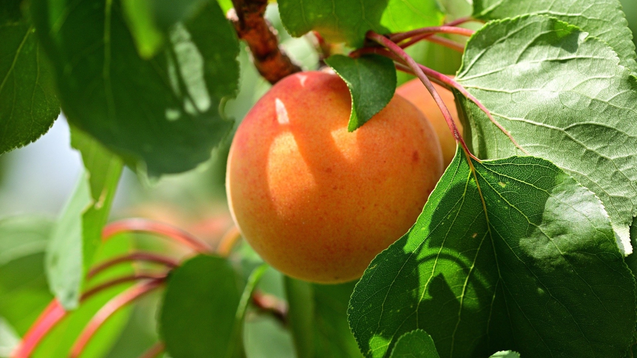 «Мохнатое яблоко» вы тут не найдете: фермеры Крыма выводят новые сорта сочных фруктов