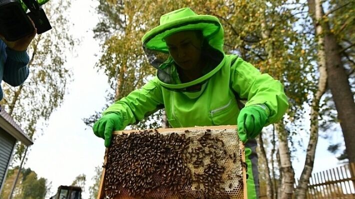Часть пчеловодов России останется в тени