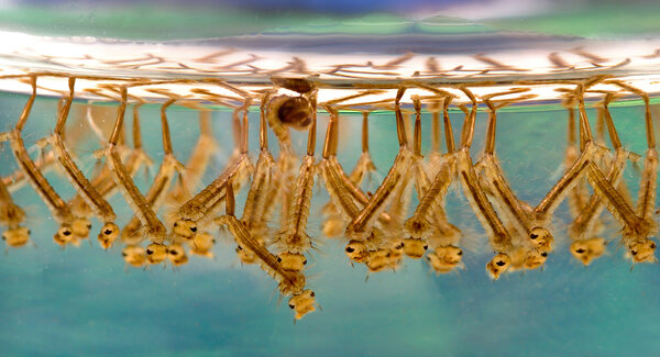 Личинки комара дыхательными хвостиками вверх, головами вниз. Фото Яндекс.Картинки.