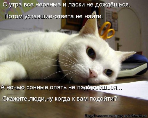 Новая котоматрица на выходные Новая котоматрица на выходные