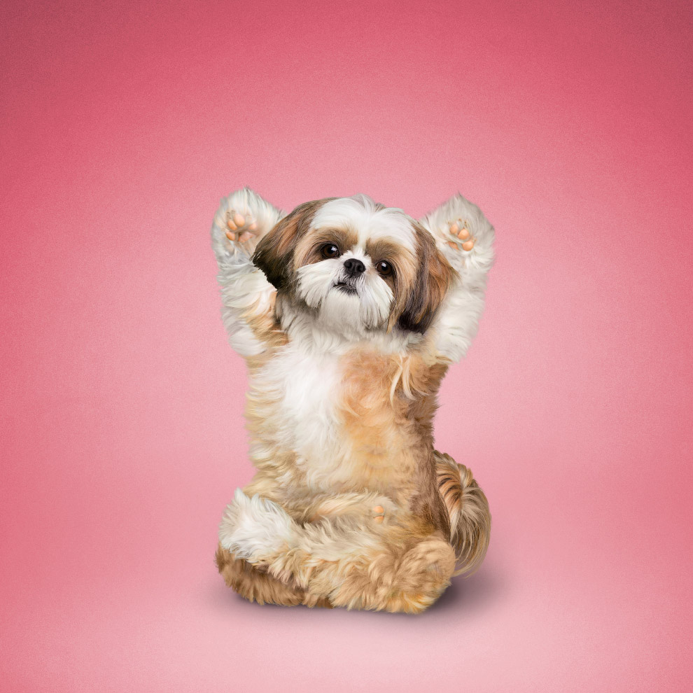 Yoga animals