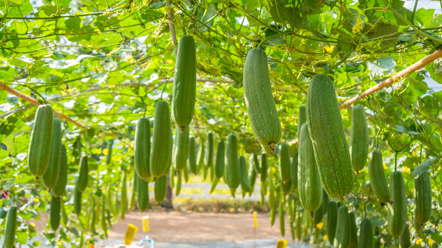 5 экзотических огурцов, которые почти не встретить на российских прилавках огурец, растет, напоминает, вкусу, семена, огурецФото, горечь, огурца, мякоть, Зеландия, России, выращивают, банана, горький, Новая, желтый, лимонной, только, Cucumis, мочалку