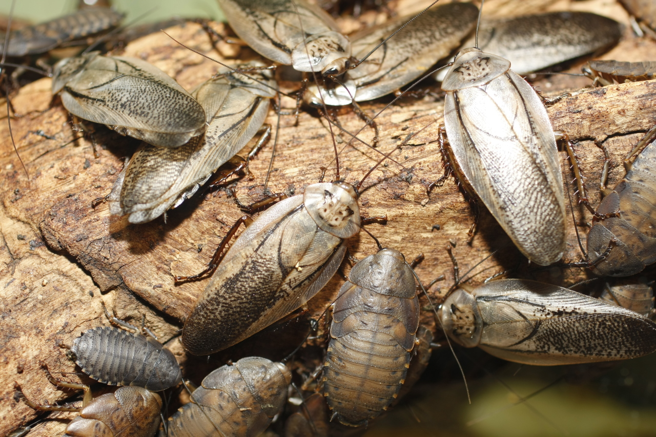 Зоолог объяснил нашествие тараканов в Ростове