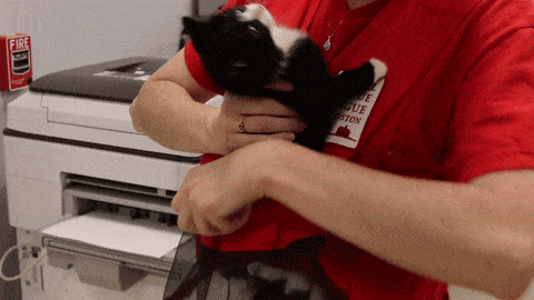 животные, изобретение, коты
