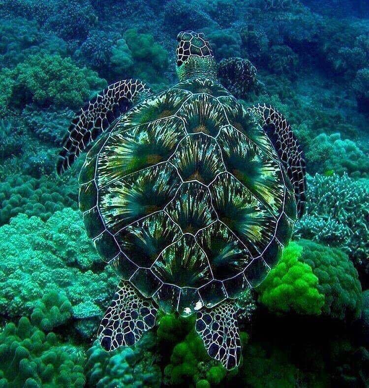 Как дышит черепаха под водой