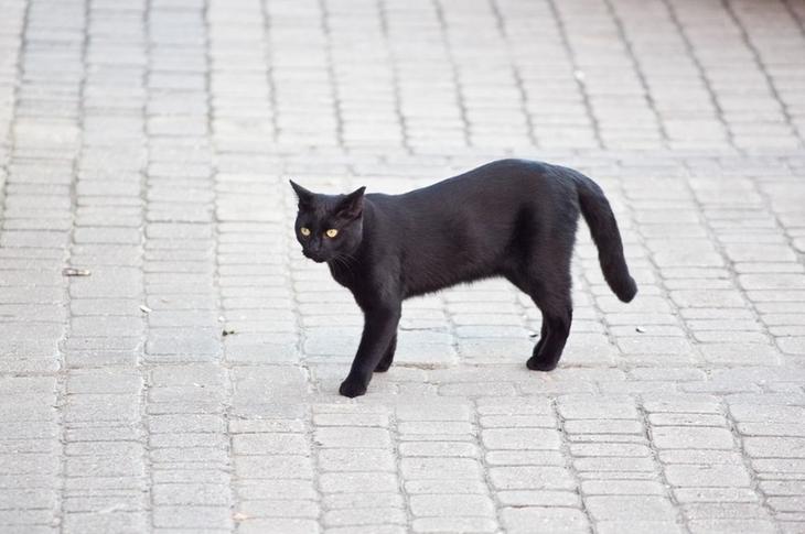 Если черная кошка перешла дорогу - это к беде Хочу всё знать, объяснения, откуда берётся, приметы, приметы. суеверия, суеверие, суеверия