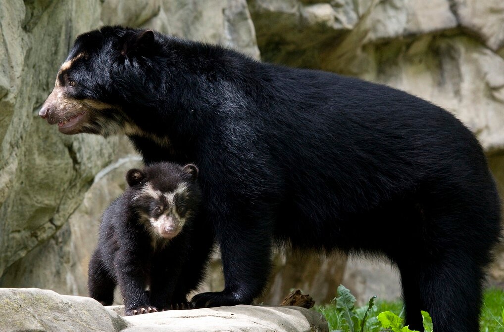 Очковый медведь с детенышем