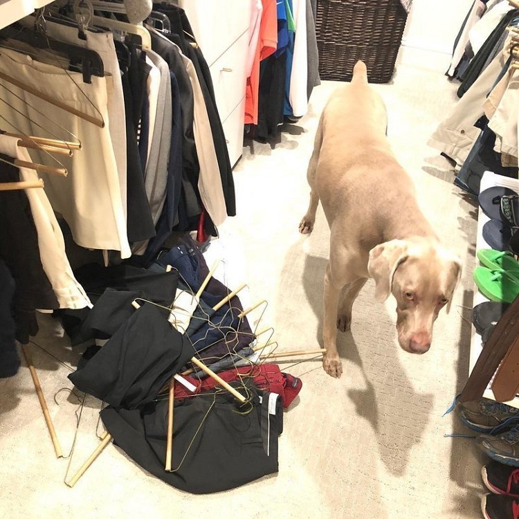 25 прелестных собак, которые очень сильно извиняются 25 прелестных собак, которые очень сильно извиняются