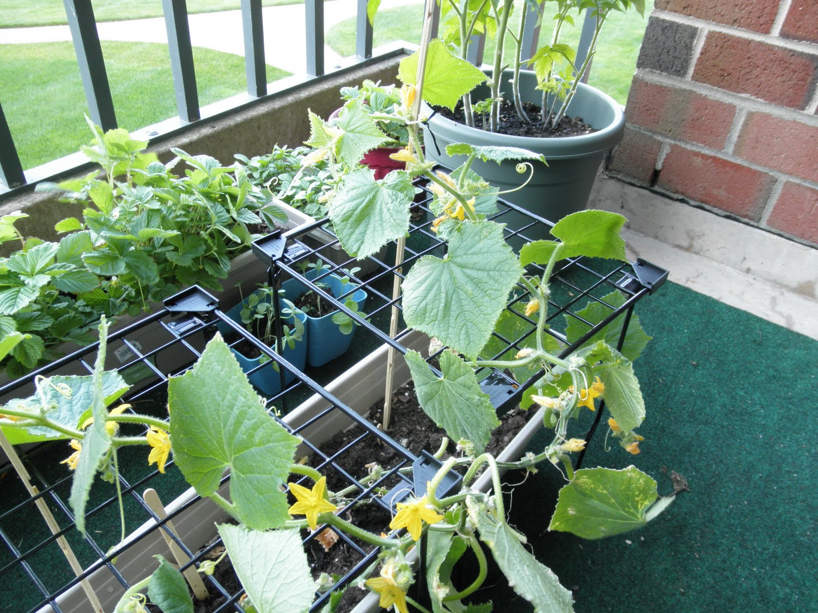 Домашние огурцы — выращивание зимой