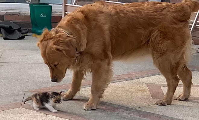 Собаки заметили на улице брошенного котенка и настояли, чтобы хозяин взял его домой