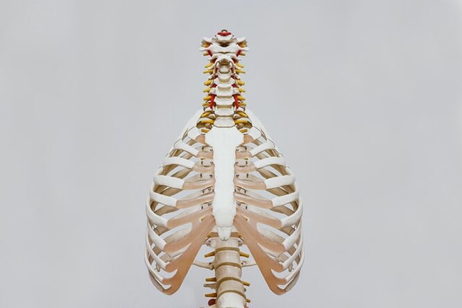 А вы знаете, где у человека находится самая маленькая кость? Любопытные факты о нашем теле биология,здоровье,исследования,наука,тело