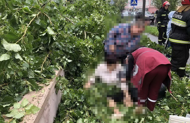 В Бобруйске в результате падения дерева пострадала женщина.