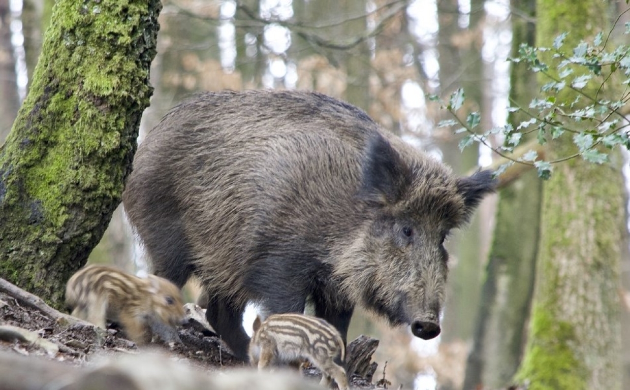 Опытный грибник научил, как правильно собирать грибы и защищаться от зверей в лесу Общество