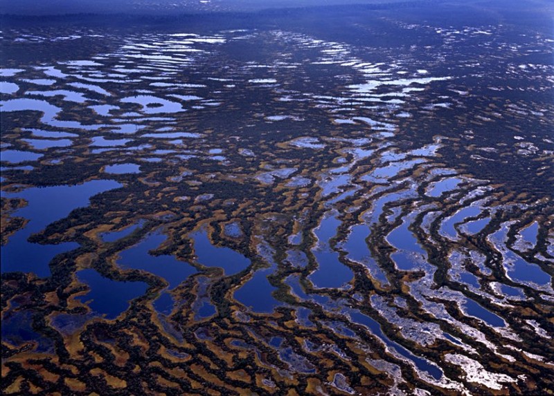 Большое Васюганское болото - природный феномен, не имеющий аналогов в мире природа,Россия