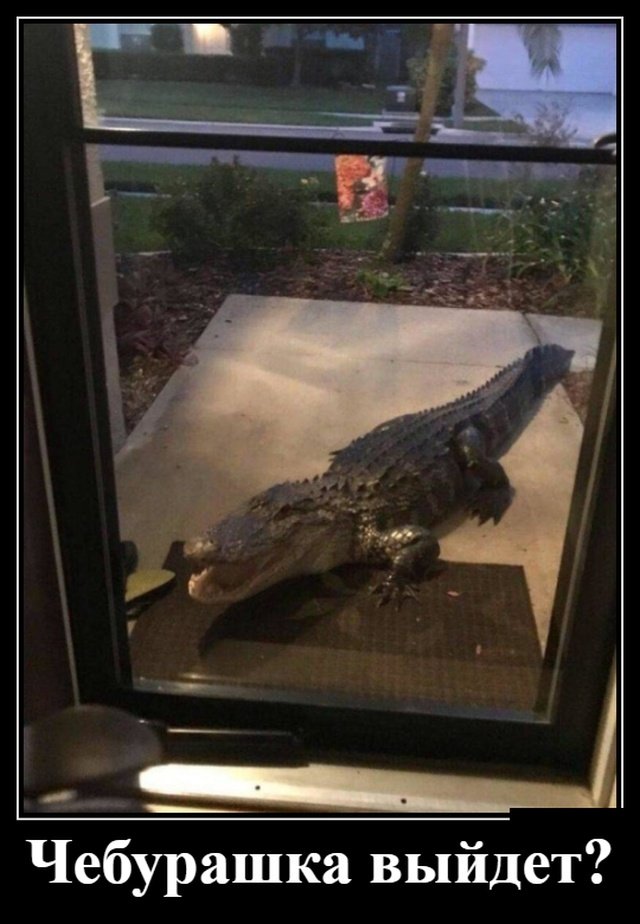 Смешные позитивные демотиваторы обо всем на свете 