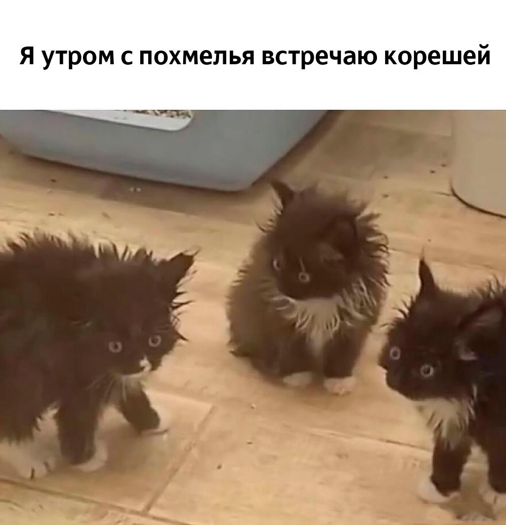 Смешные коты и кошки: лучшие мемы для поднятия настроения