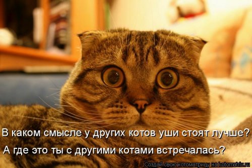 Новая котоматрица на выходные Новая котоматрица на выходные