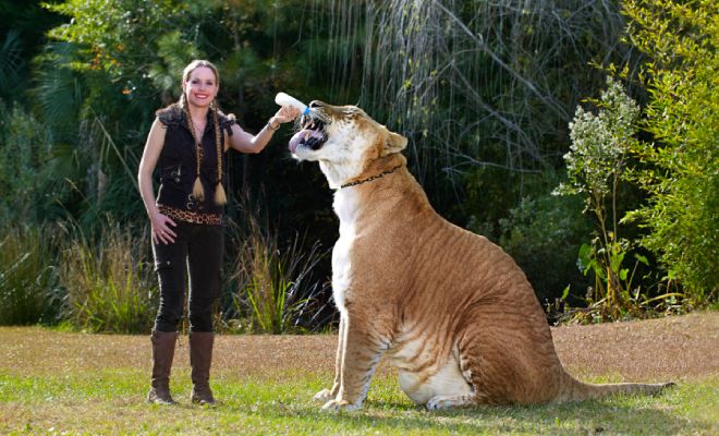 Самая большая кошка мира живет с людьми и весит как 2 льва. Видео